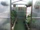 Steeltech Greenhouse