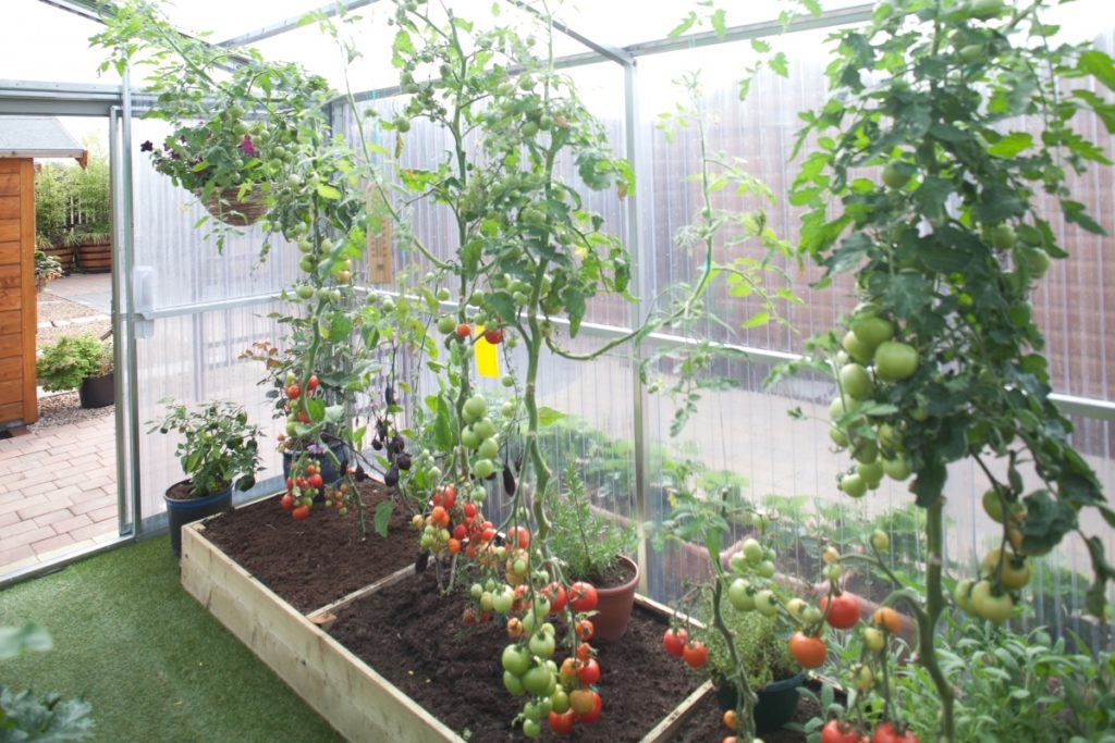 Tomatoes in Greenhouse